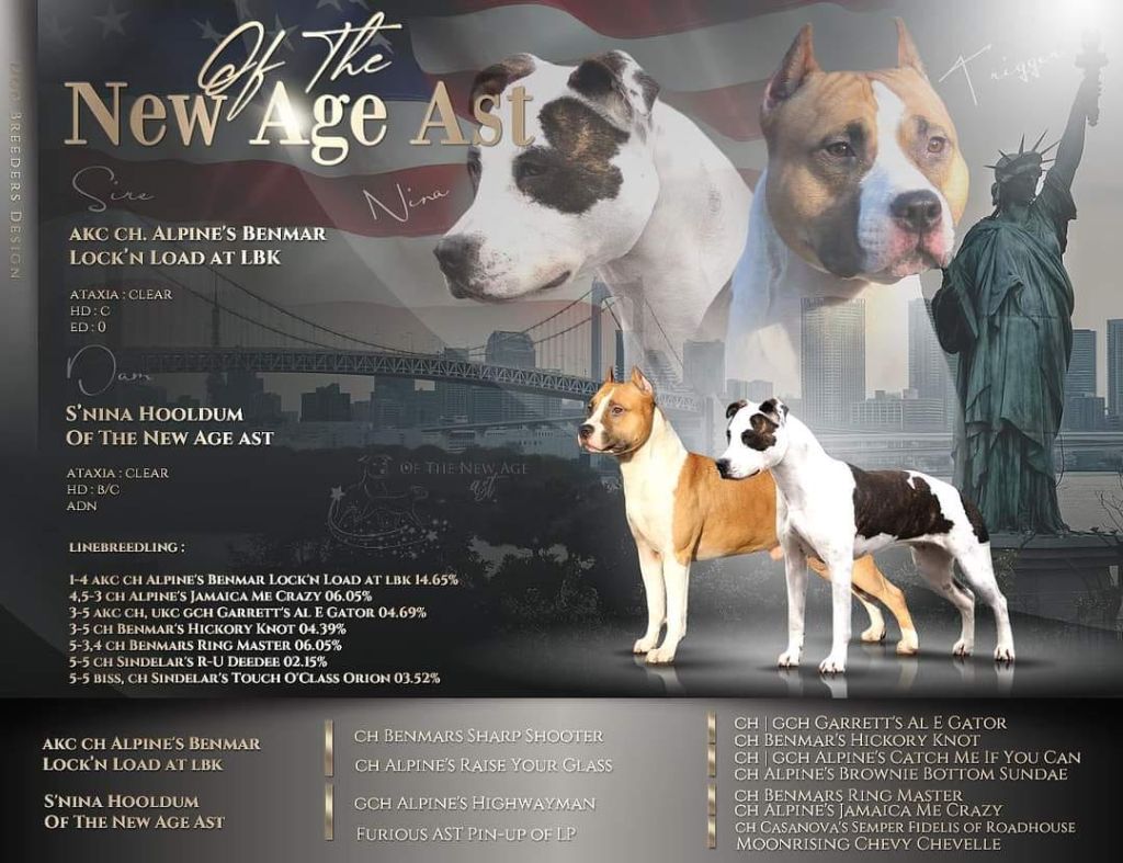 chiot American Staffordshire Terrier By Hoodlum
