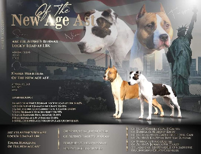 By Hoodlum - American Staffordshire Terrier - Portée née le 28/05/2023